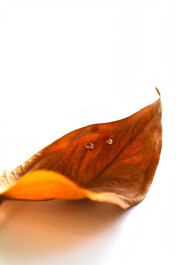Round Rose Gold Stud Earrings South Africa